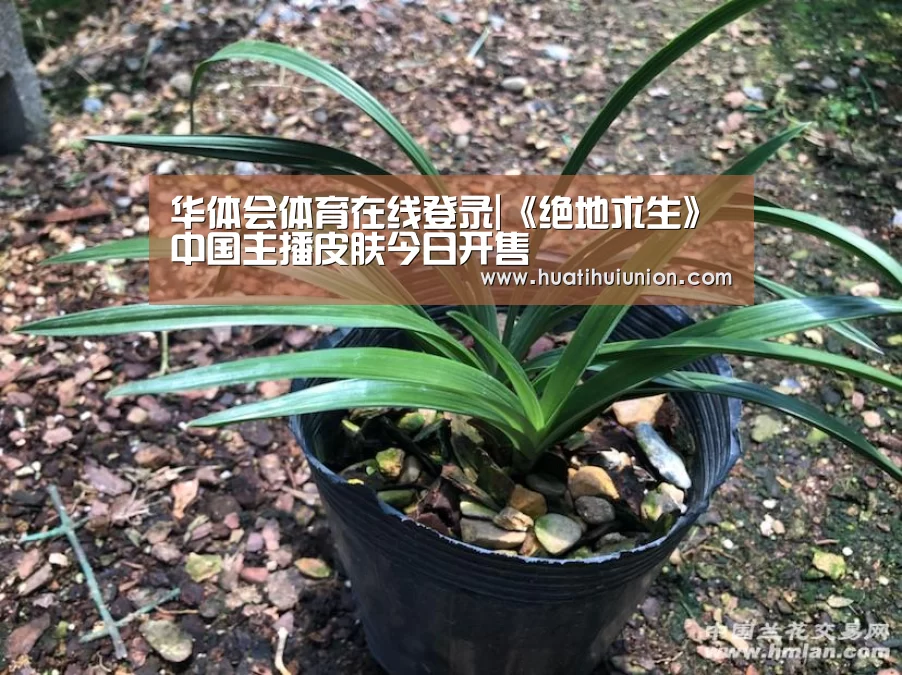 华体会官网在线